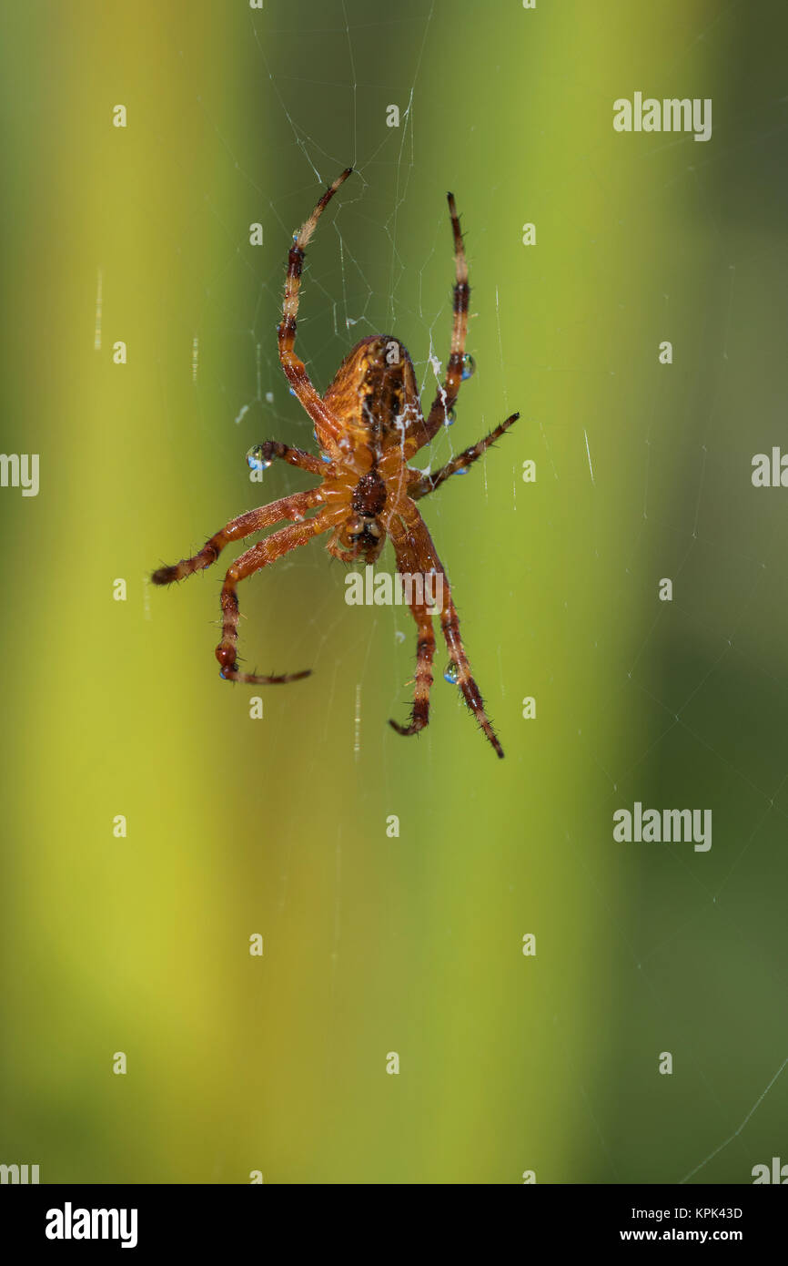 Giardino europeo Spider (Araneus diadematus) appesi dal web con uno sfondo verde; Astoria, Oregon, Stati Uniti d'America Foto Stock