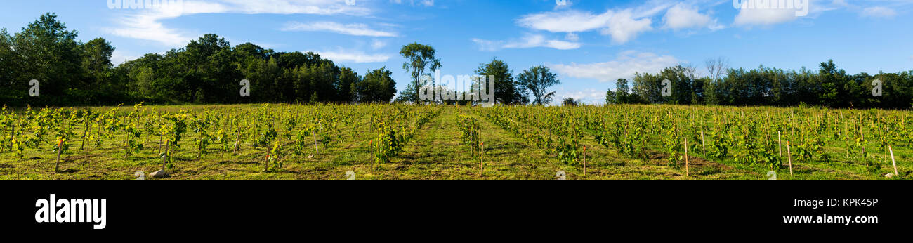 Campo di Petit perla i vitigni; Shefford, Quebec, Canada Foto Stock