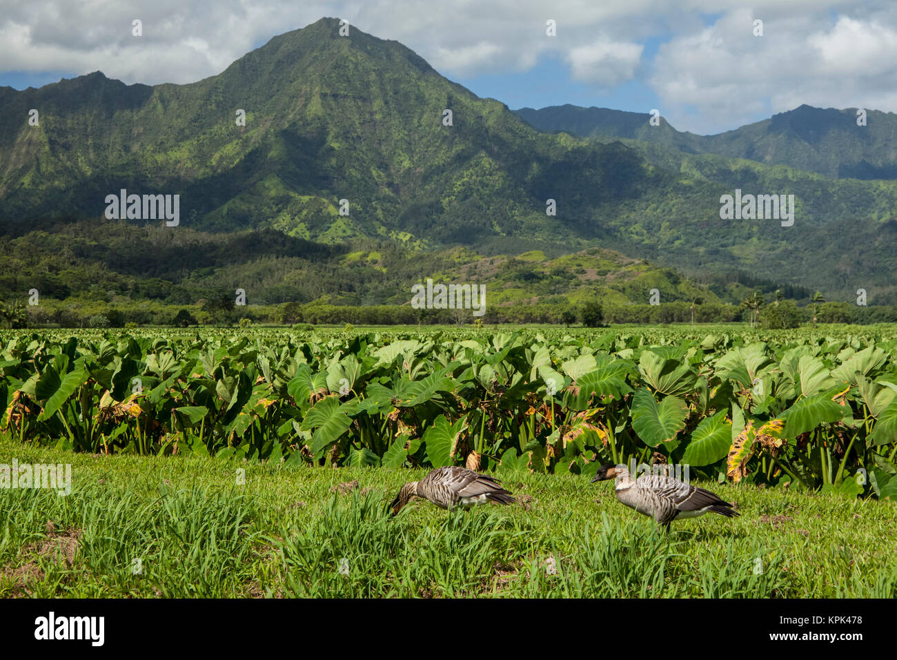 Nene (Branta sandvicensis) e taro patch, Hanalei National Wildlife Refuge, Valle di Hanalei; Hanalei, Kauai, Hawaii, Stati Uniti d'America Foto Stock