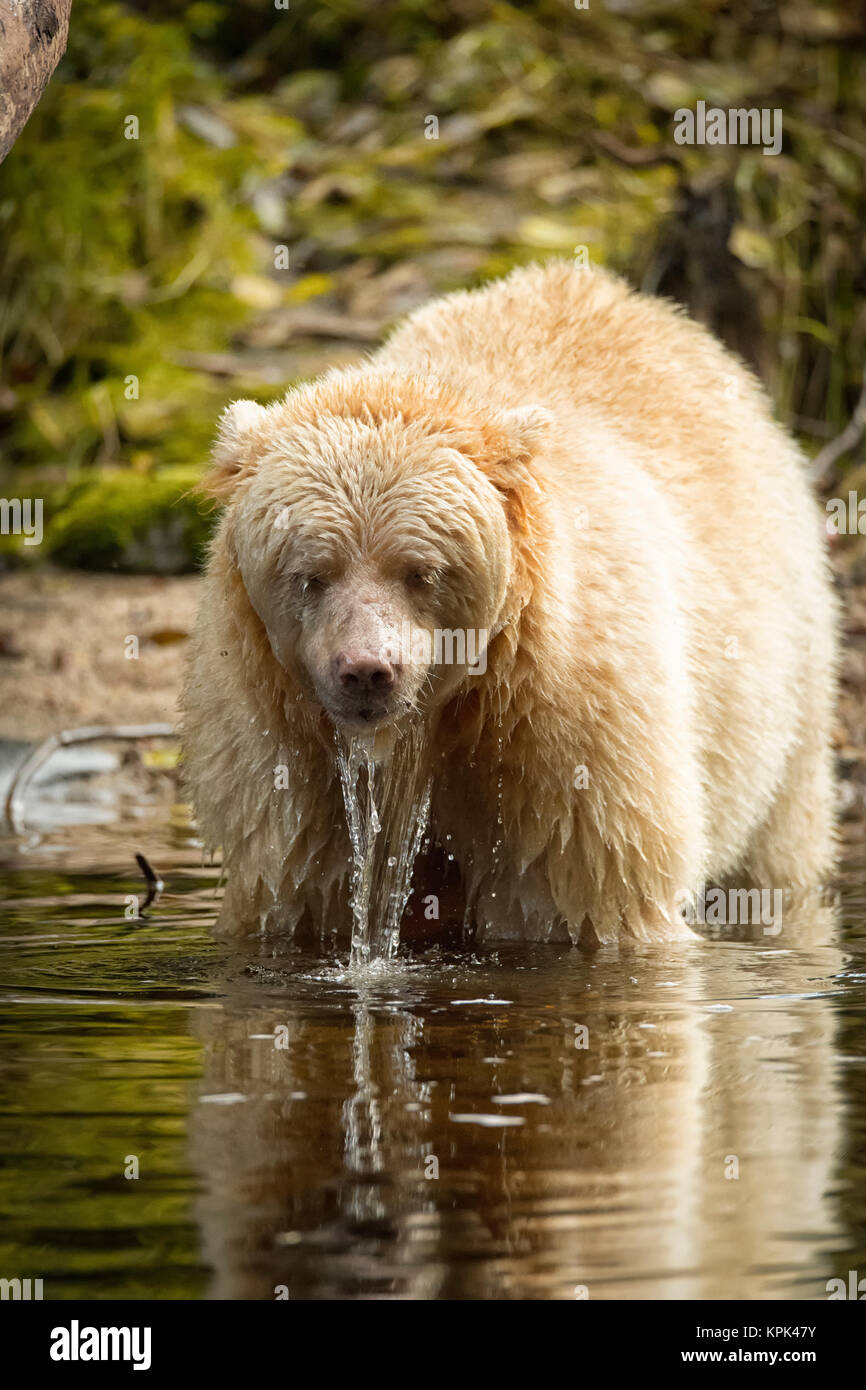 Un Kermode Bear (Ursus americanus kermodei), noto anche come uno spirito di orso, stando in acqua con acqua che gocciola fuori dalla pelliccia Foto Stock