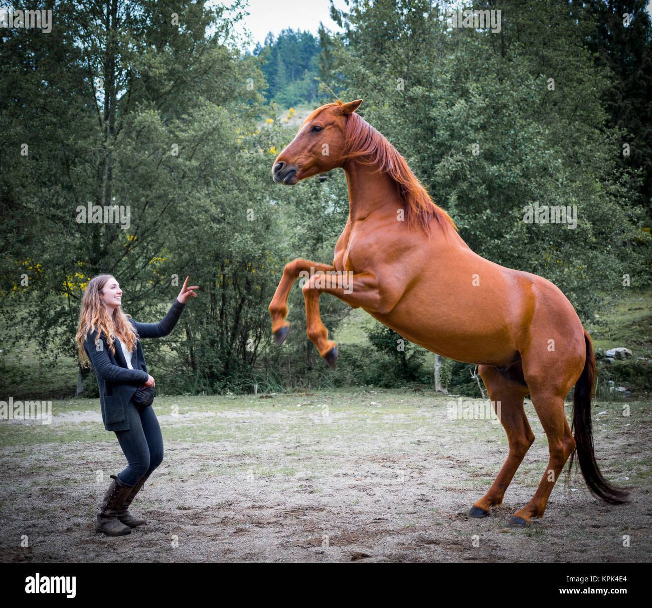 Addestrare un cavallo immagini e fotografie stock ad alta risoluzione -  Alamy