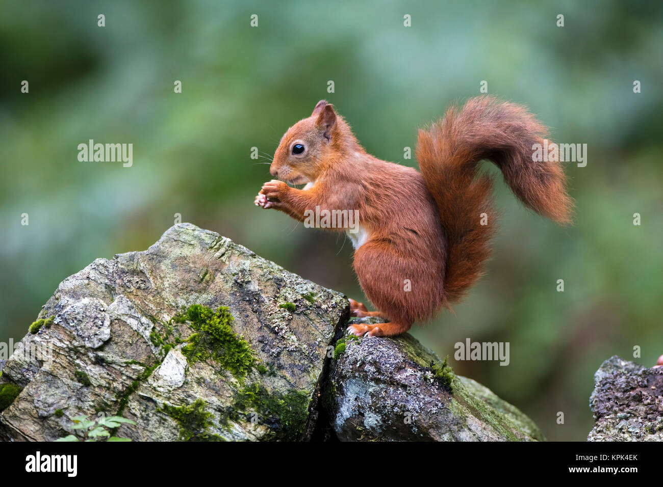 Red scoiattolo (Sciurus vulgaris) mangiare da esso con le mani in mano mentre in piedi su un muschio coperto rock; Dumfries and Galloway, Scozia Foto Stock
