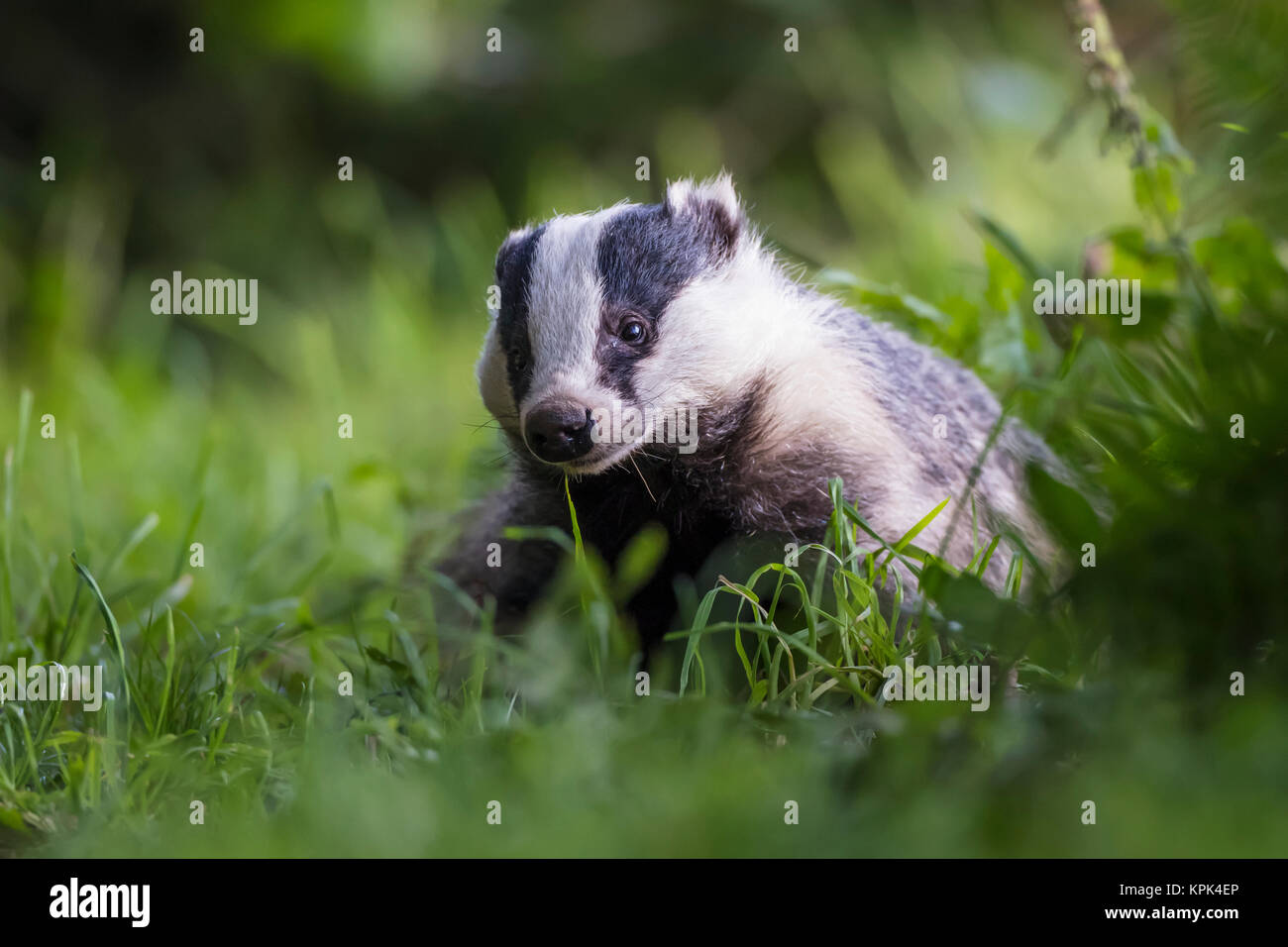 Un Badger (Mustelidae) seduto in erba; Dumfries and Galloway, Scozia Foto Stock