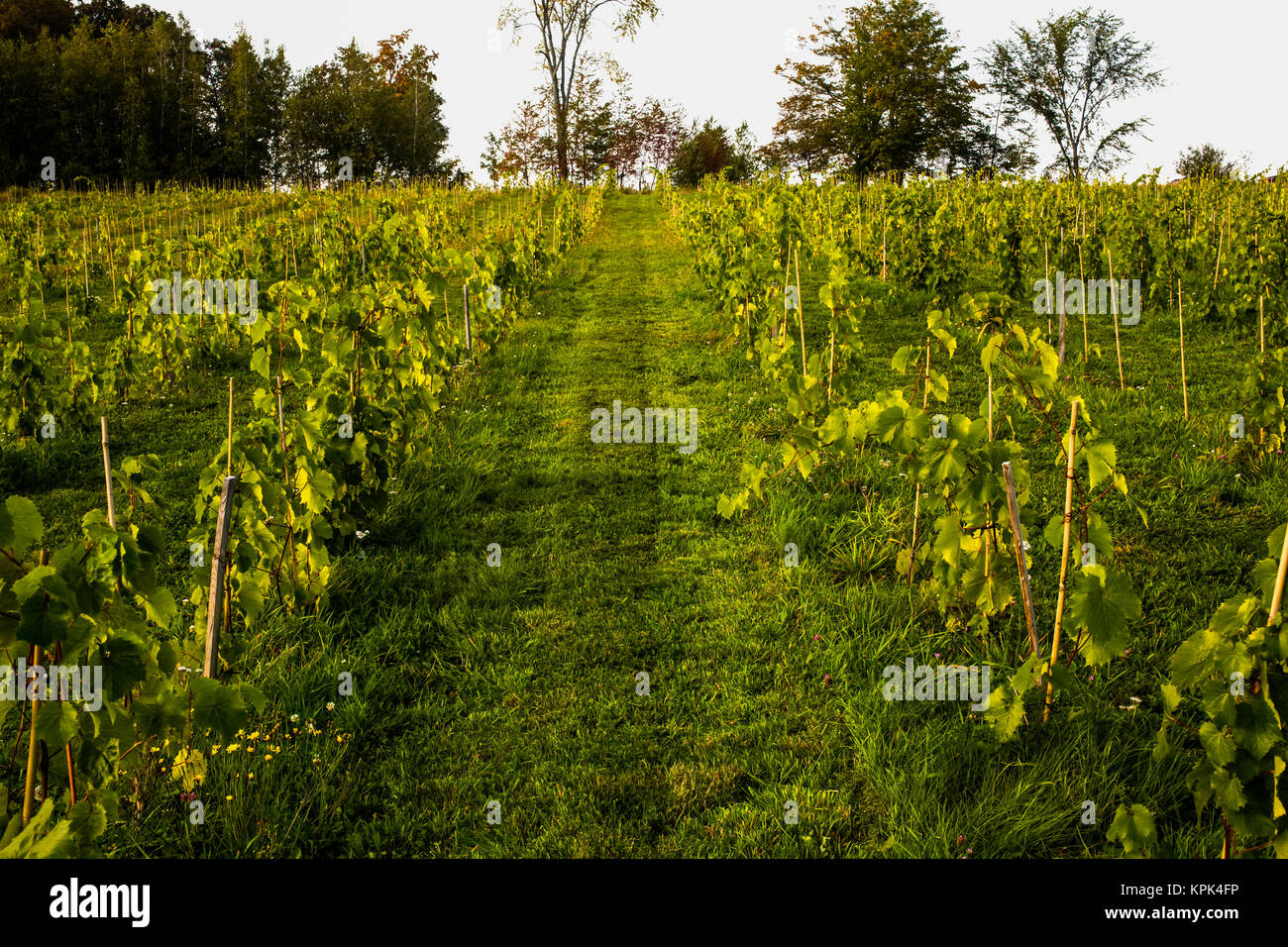 Vigneto con Petit perla uve con un anno di crescita dopo la piantagione; Shefford, Quebec, Canada Foto Stock