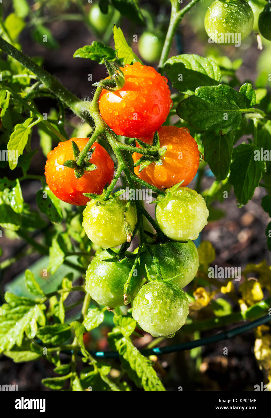 Close-up di un cluster di mature e frutti immaturi pomodori ciliegia su una pianta nel Giardino bagnato con goccioline di acqua; Calgary, Alberta, Canada Foto Stock