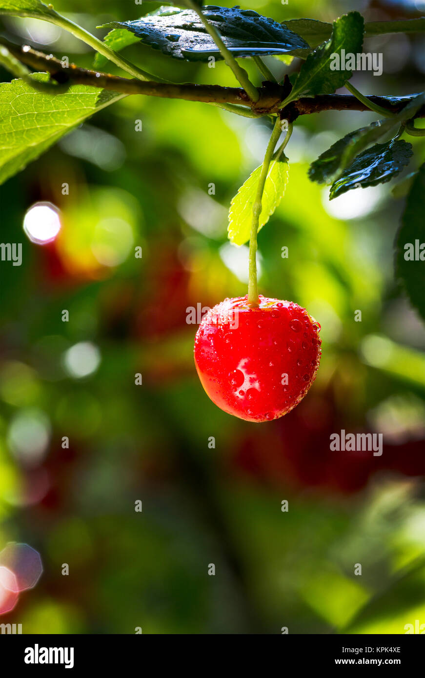 NoneClose fino di un singolo cherry appesi al tree con goccioline di acqua; Calgary, Alberta, Canada Foto Stock