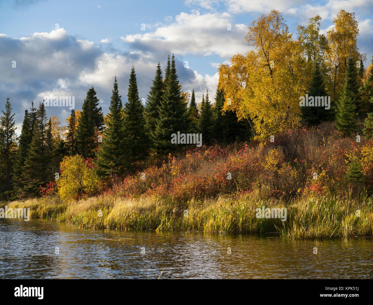 In autunno il fogliame colorati sugli alberi e piante sulla riva del lago del bosco; il lago dei boschi, Ontario, Canada Foto Stock