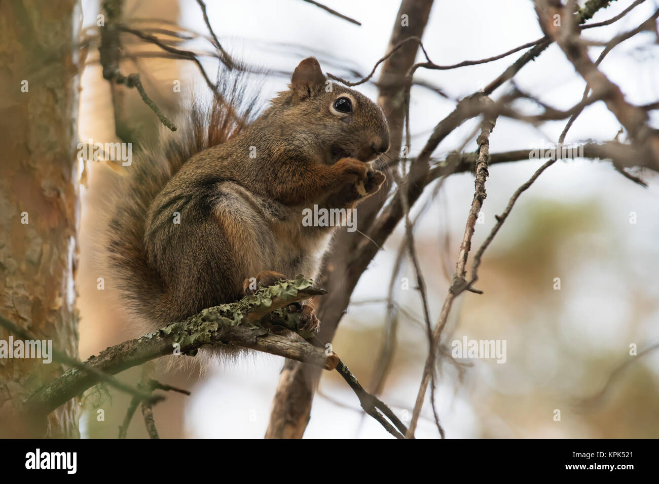 Uno scoiattolo mangiare seduti su un ramo di albero; lLke dei boschi, Ontario, Canada Foto Stock