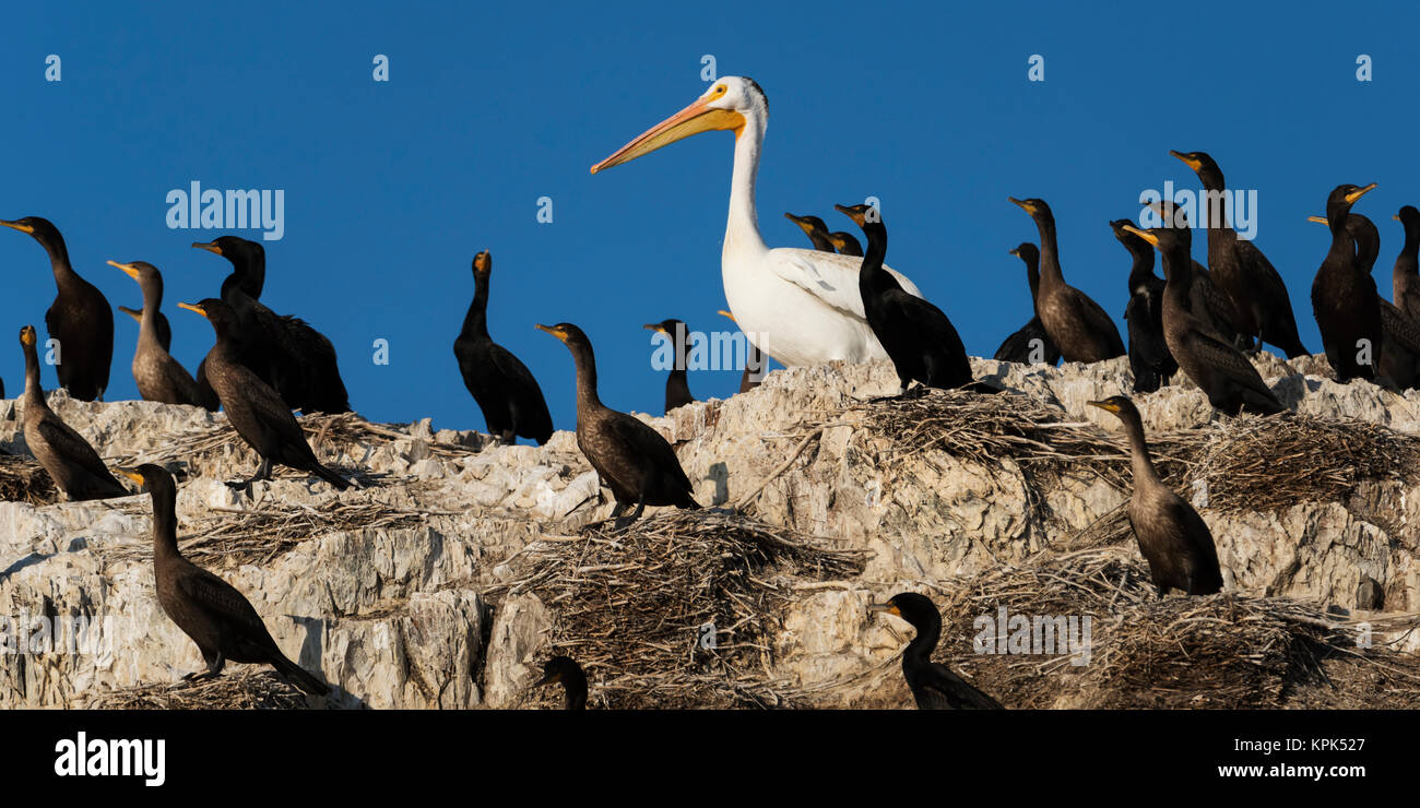 Double-crested cormorano (Phalacrocorax auritus) stand sulle rocce tra nidi con un pellicano; Ontario, Canada Foto Stock