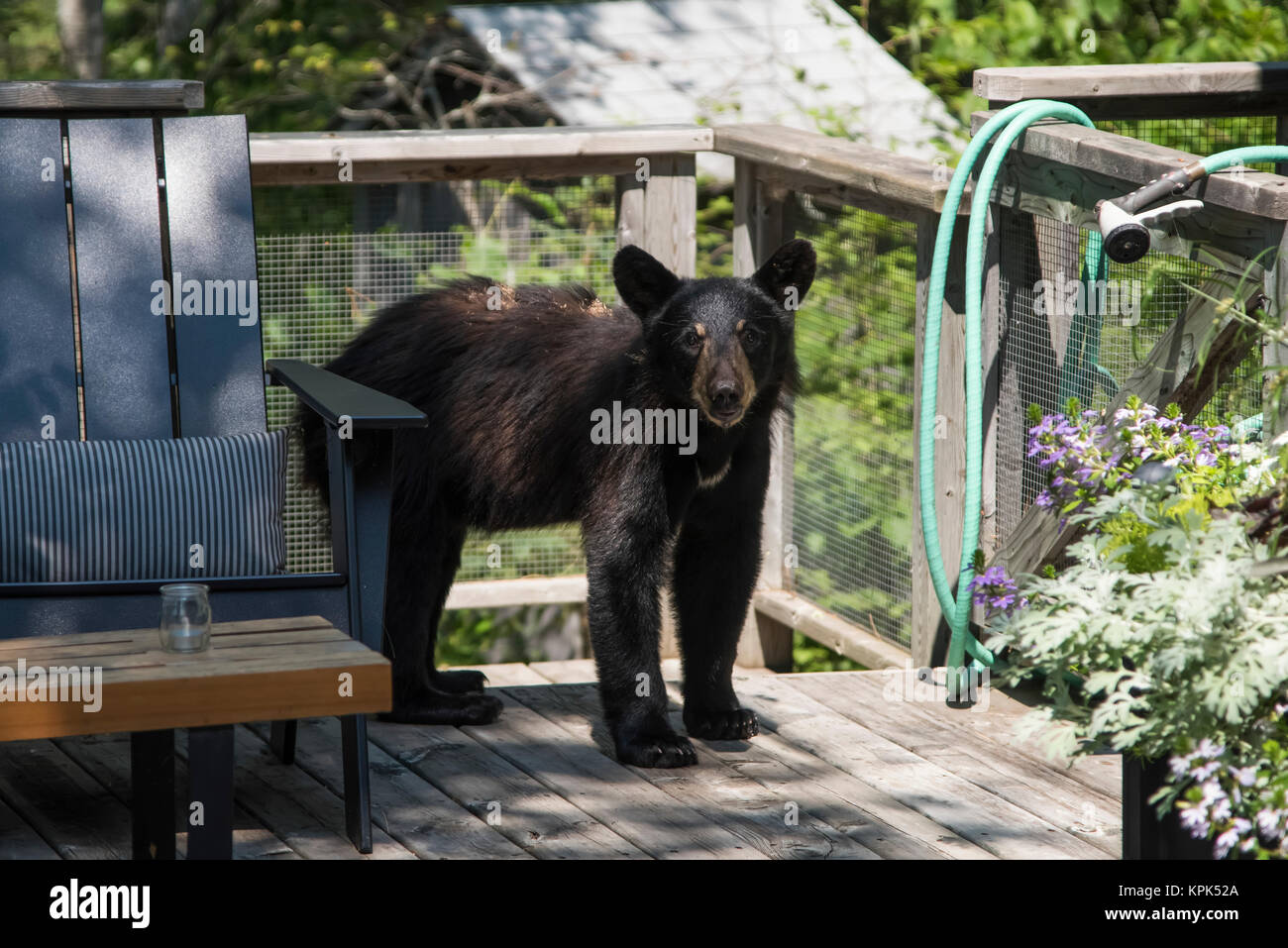 Un orso nero (Ursus americanus) cub sorge su un deck residenziale guardando la telecamera; lago dei boschi, Ontario, Canada Foto Stock