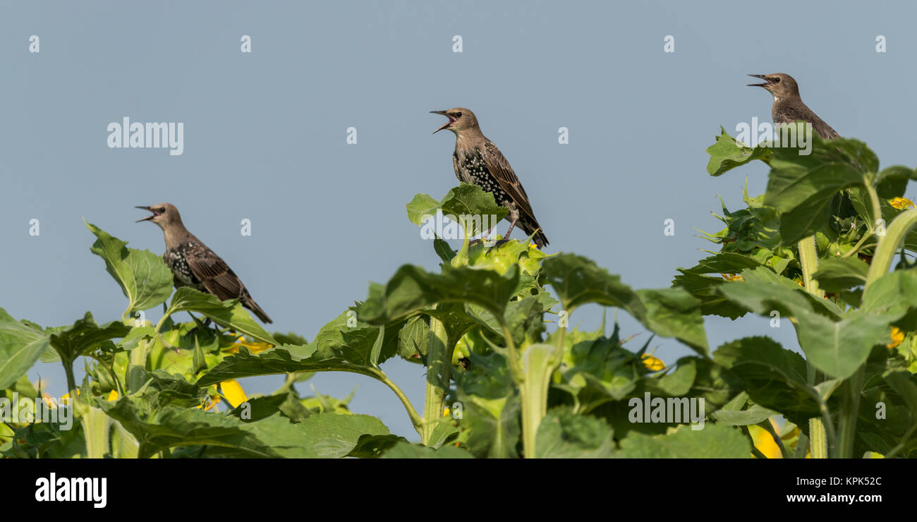 Tre uccelli arroccato sulla sommità delle piante di girasole e cinguettio contro un cielo blu; Manitoba, Canada Foto Stock