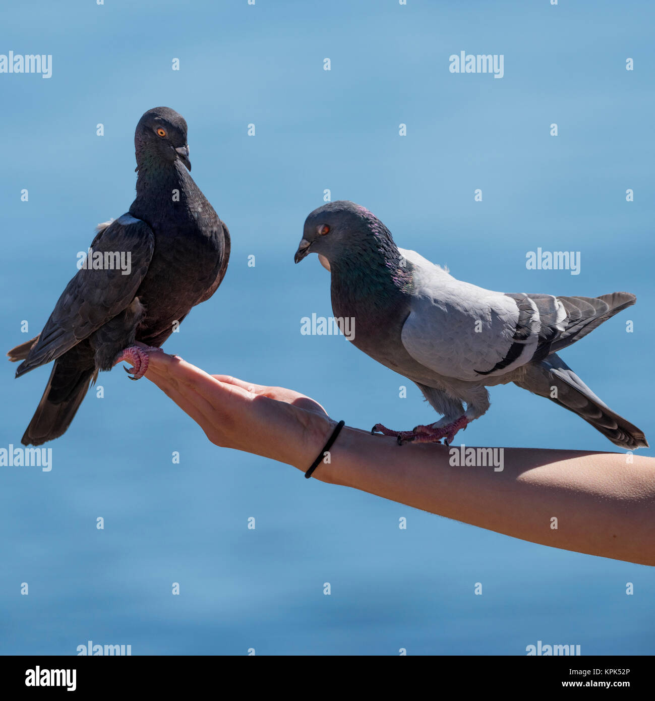 Due piccioni arroccato su una mano e un braccio con acqua blu in background; Victoria, British Columbia, Canada Foto Stock