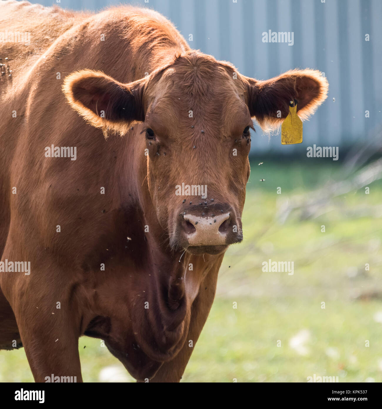 Una mucca marrone giallo con marchio auricolare in piedi e guardando la telecamera circondato da mosche; Manitoba, Canada Foto Stock