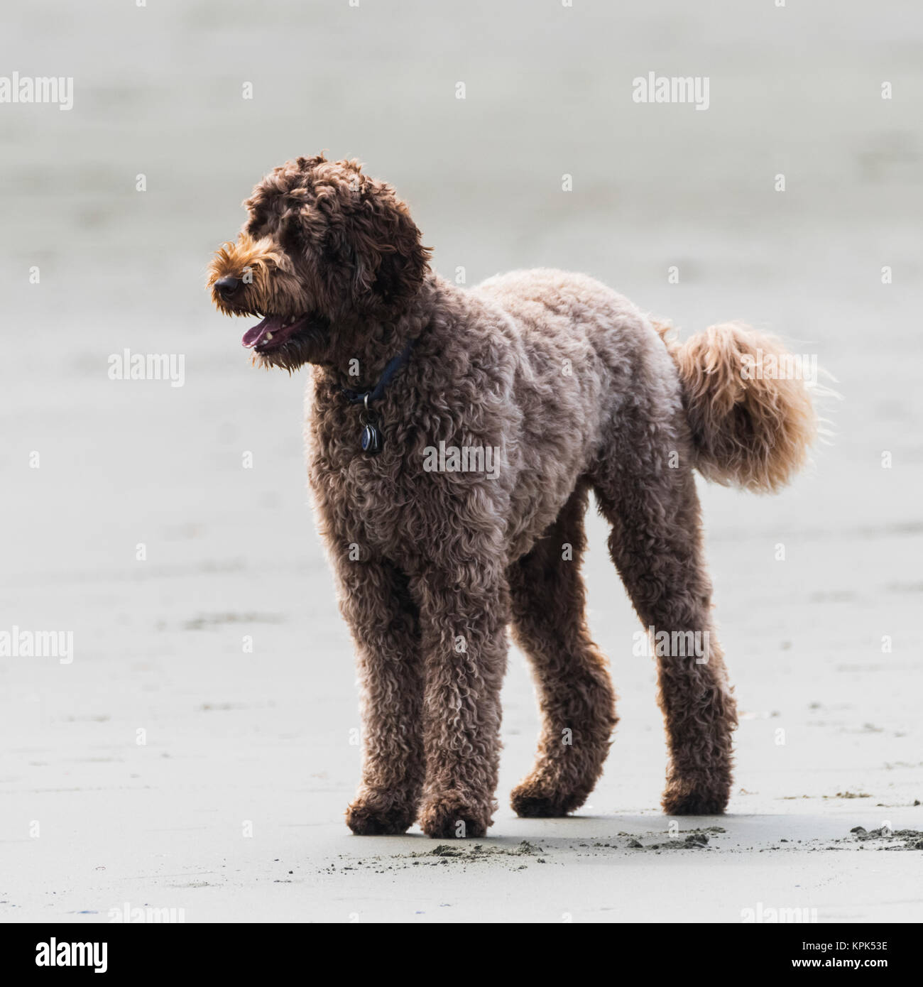 Close-up di un cane in piedi sulla spiaggia; Tofino, British Columbia, Canada Foto Stock