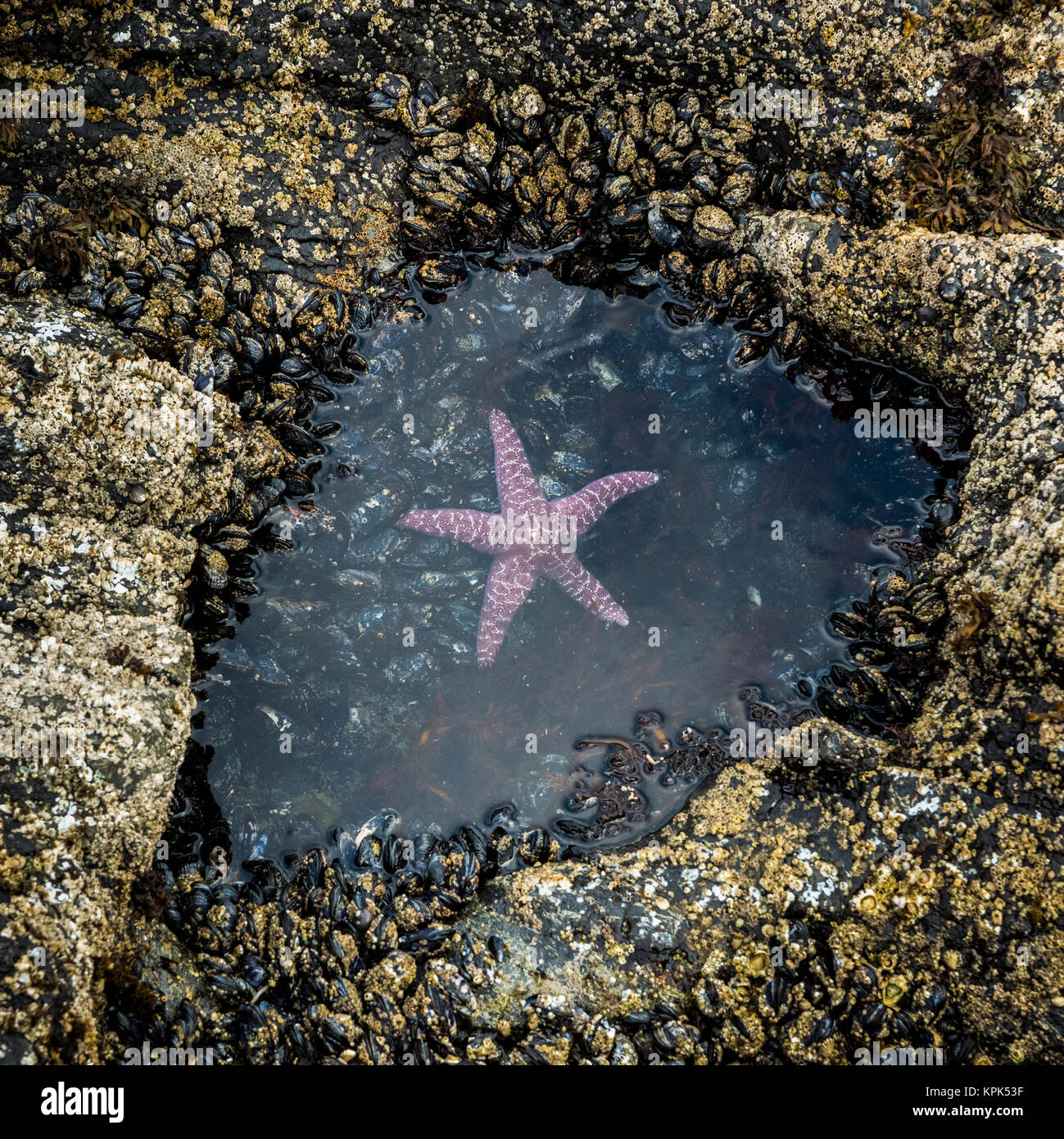 Una rosa di stelle marine (Asteroidea) galleggia in una piccola piscina di marea sulla lunga spiaggia, Florencia Bay, l'isola di Vancouver, British Columbia, Canada Foto Stock