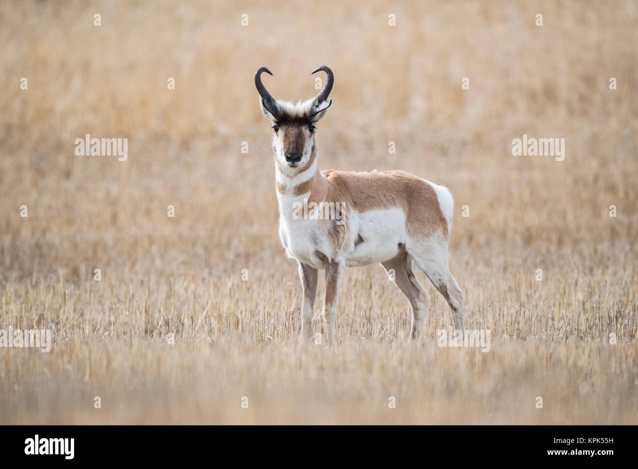 Pronghorn Antelope (Antilocapra americana) sulle praterie, in piedi in un marrone campo di erba guardando la telecamera; Saskatchewan, Canada Foto Stock