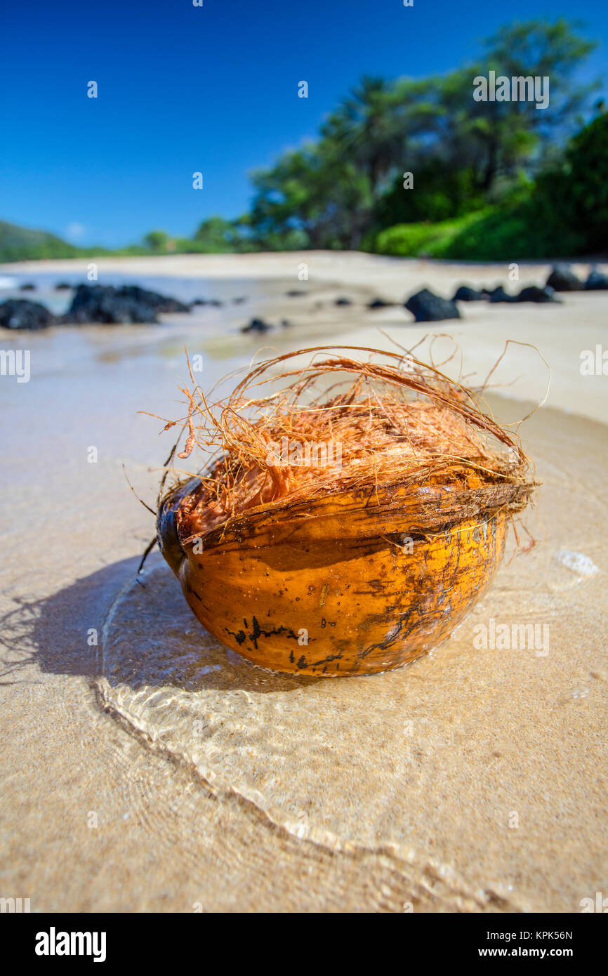 Close-up di una noce di cocco si è incagliata sulla grande spiaggia; Makena, Maui, Hawaii, Stati Uniti d'America Foto Stock