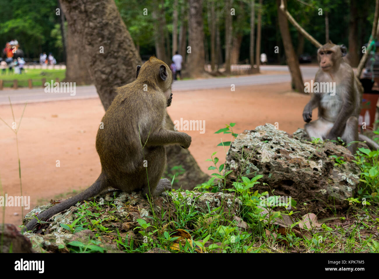 Due scimmie macaco seduto di fronte a ogni altro, creando una illusione di una naturale riflessione. Adulto scimmie staring. Cambogia, Sud Est asiatico Foto Stock