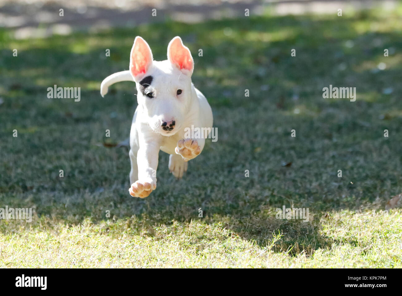 Bull terrier in esecuzione airborne oltre l'erba con i piedi non toccare Foto Stock