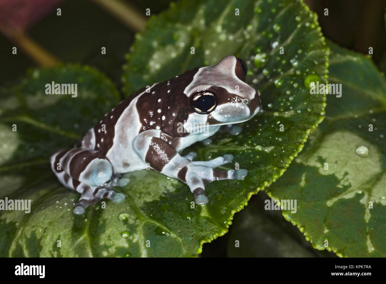 Amazon Latte (Rana Trachycephalus resinifictrix) Foto Stock