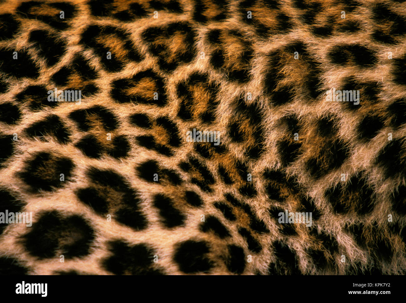 Dettagli di pelliccia di Asian Leopard o panthera pardus. Foto Stock Dettagli di pelliccia di Asian Leopard o panthera pardus. Foto Stock