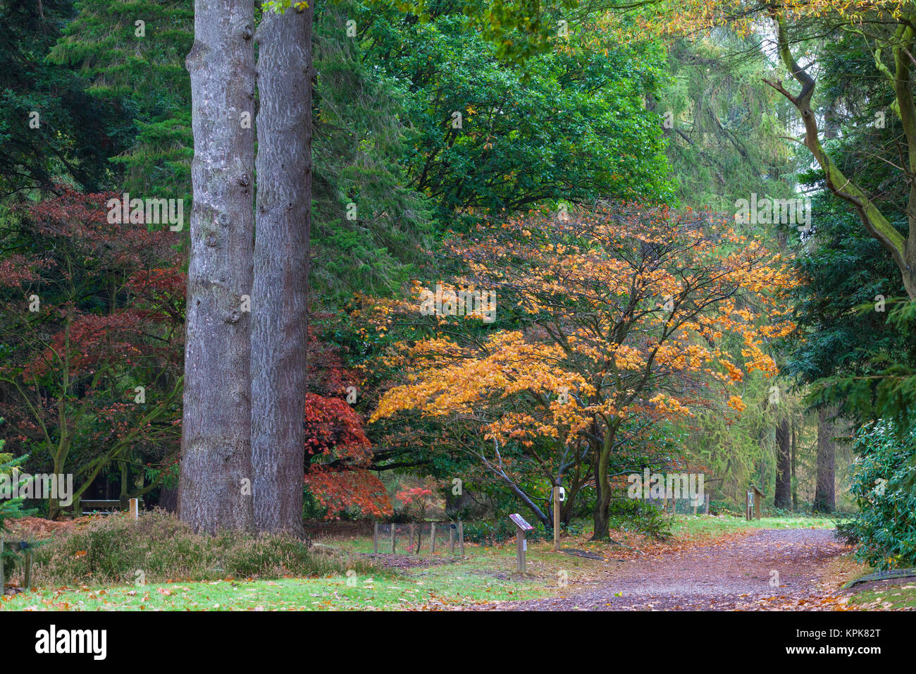 Bedgebury Pinetum nazionale e foresta, Lady Oak Lane, Goudhurst, kent, Regno Unito. Scena di autunno Foto Stock
