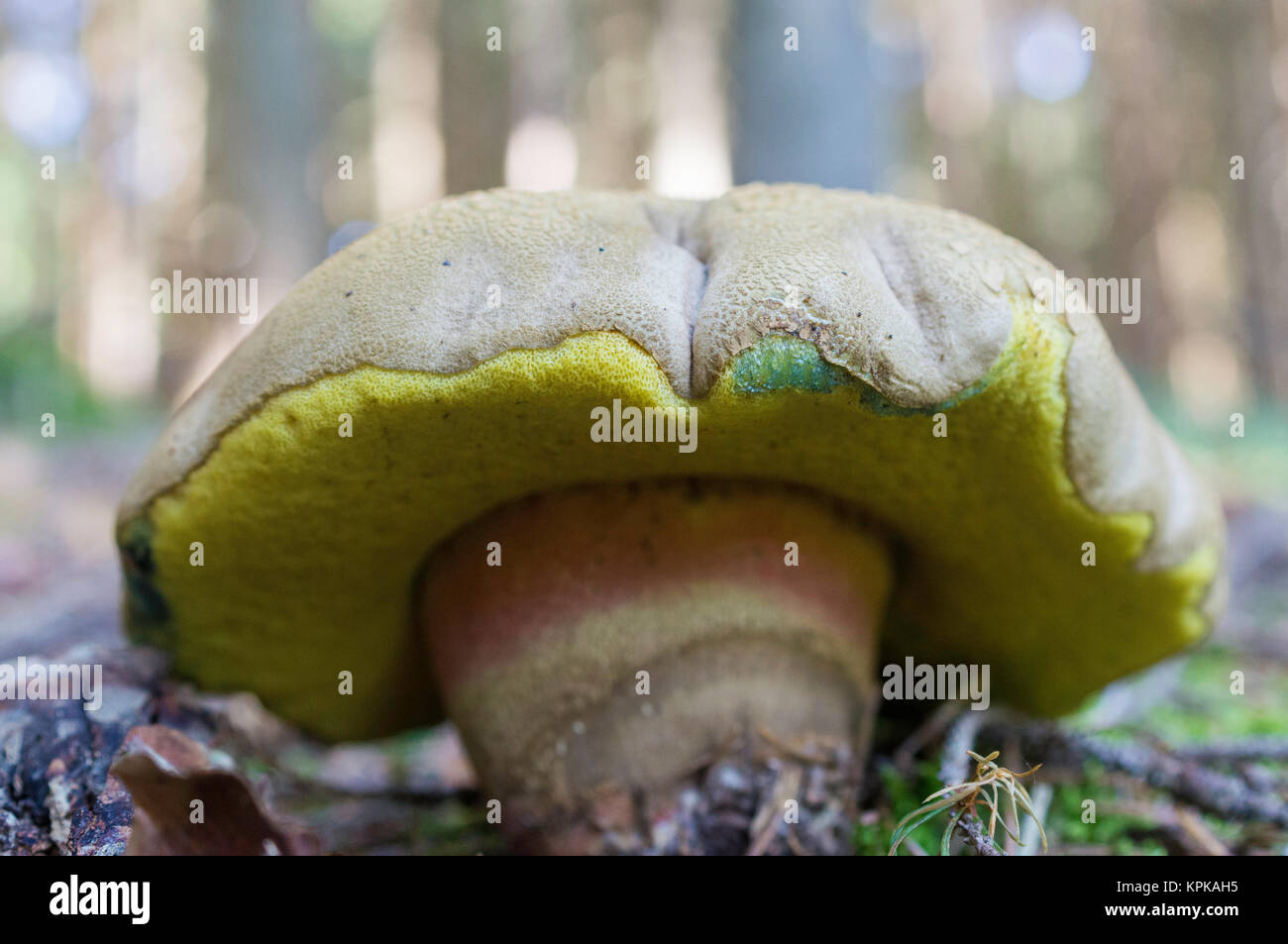 Boletus calopus,dickfuÃŸrÃ¶hrling autunno come imposizione di campione nella foresta circostante nella vita-size Foto Stock