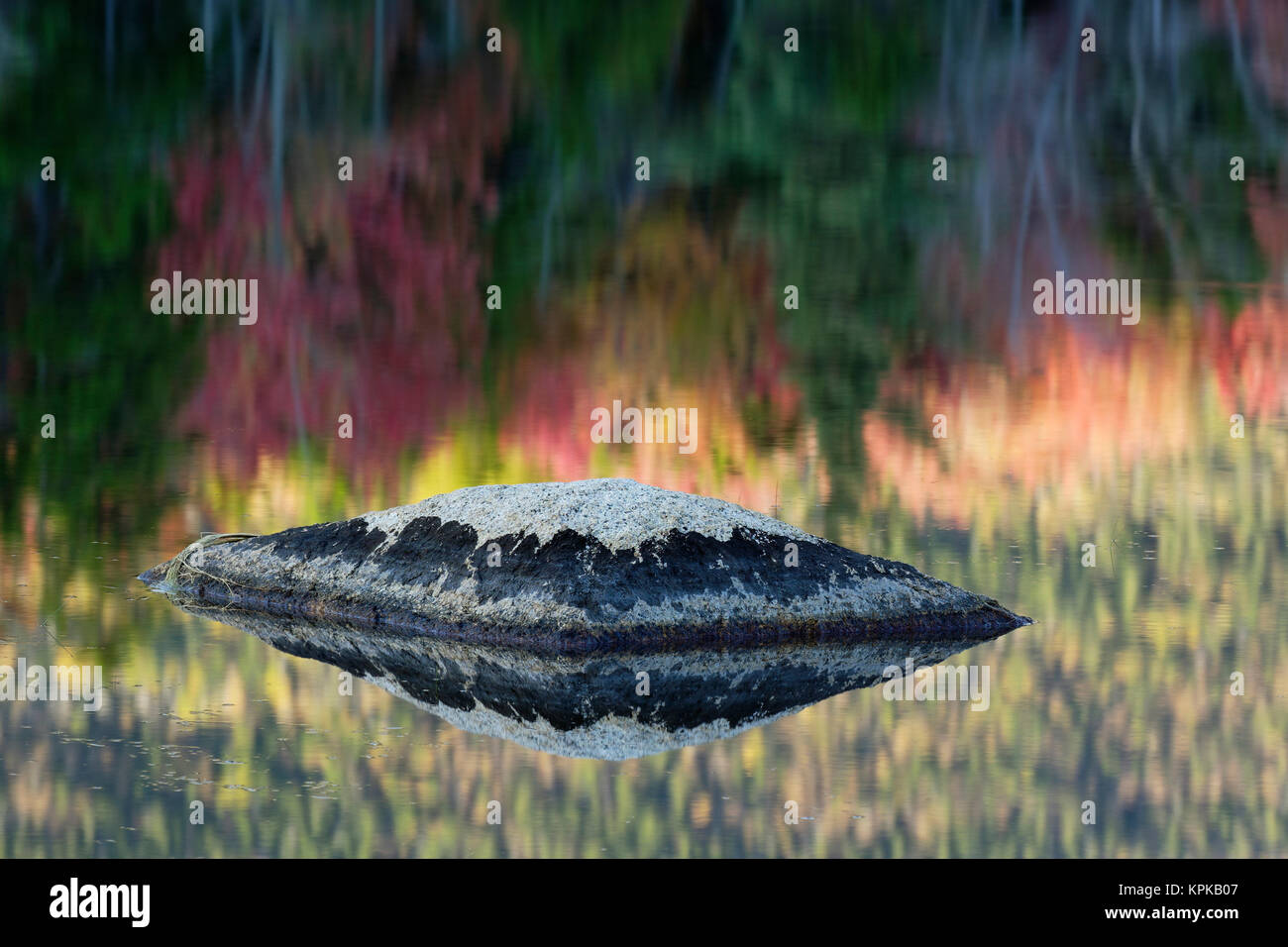 Rock e riflessione ad albero, Lily Pond, White Mountain National Forest, New Hampshire Foto Stock