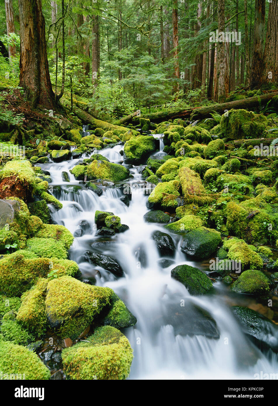 Washington, il Parco Nazionale di Olympic, vista creek nella vecchia foresta pluviale di crescita Foto Stock
