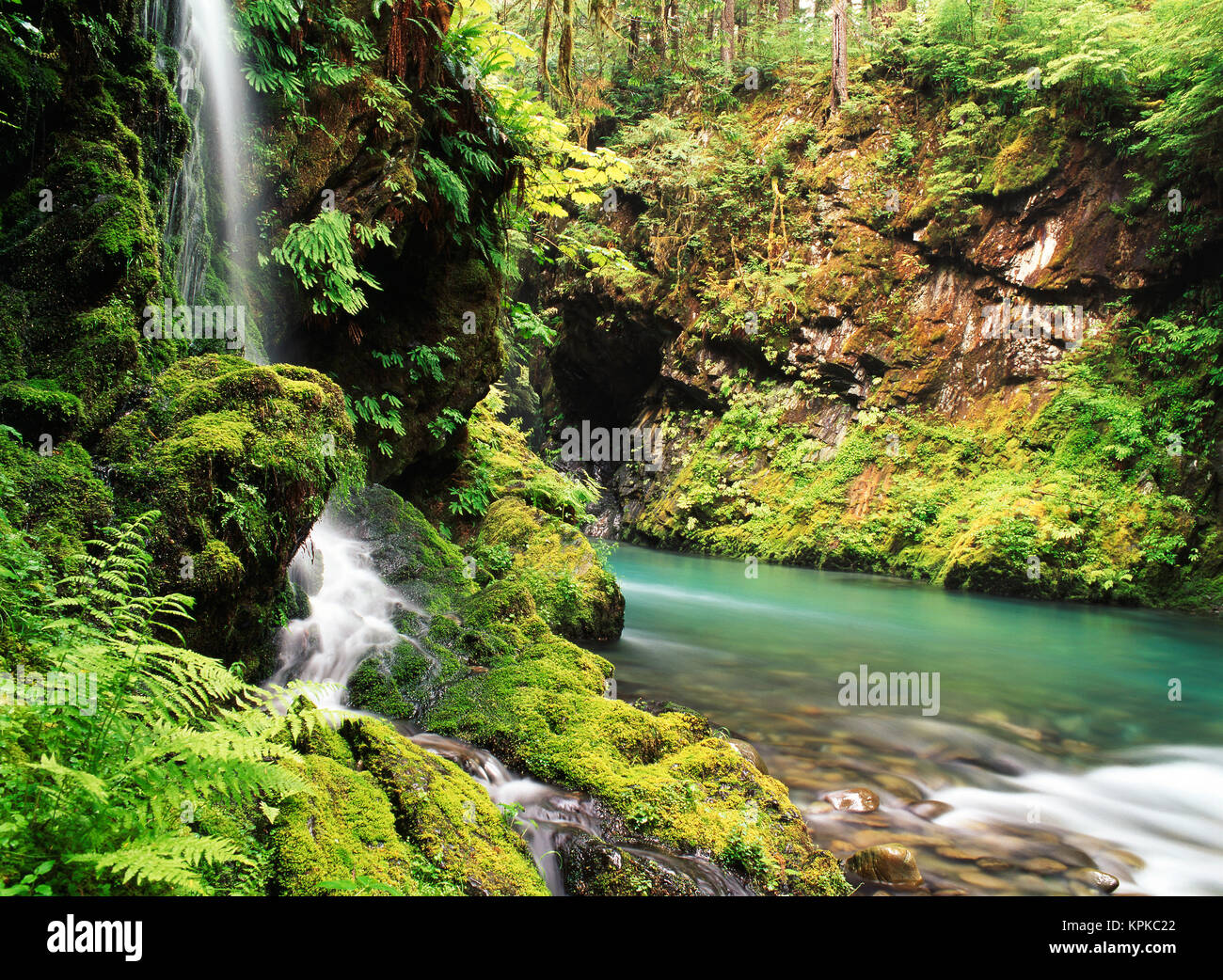 Stati Uniti d'America, nello Stato di Washington, il Parco Nazionale di Olympic, Vista della vecchia la crescita di foresta pluviale con tombe Creek tributario (formato di grandi dimensioni disponibili) Foto Stock