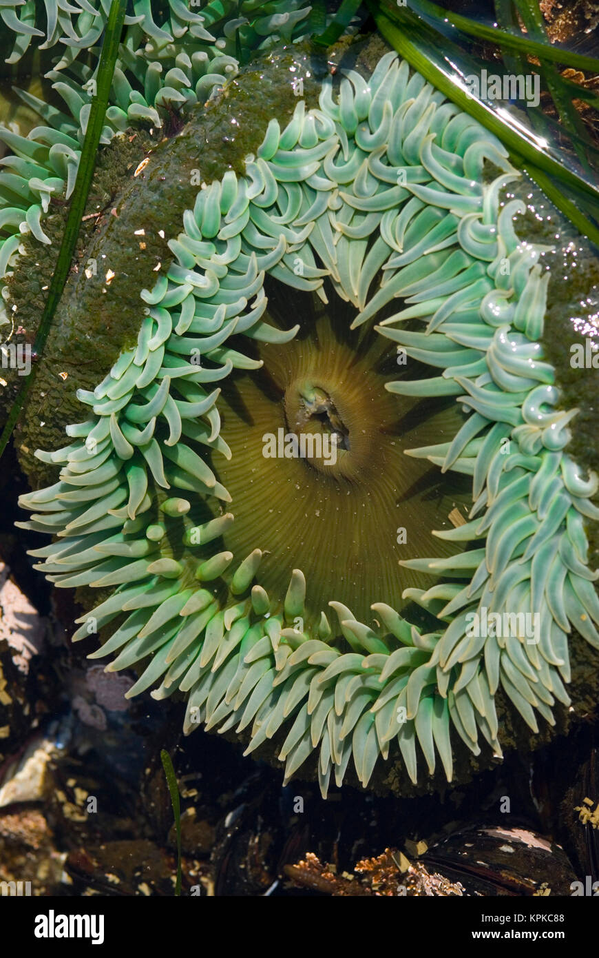 Salt Creek Recreation Area, Clallam County Park, Lingua punto Marine Sanctuary. Verde gigante (Anemone Anthopleura xanthogrammica) Foto Stock