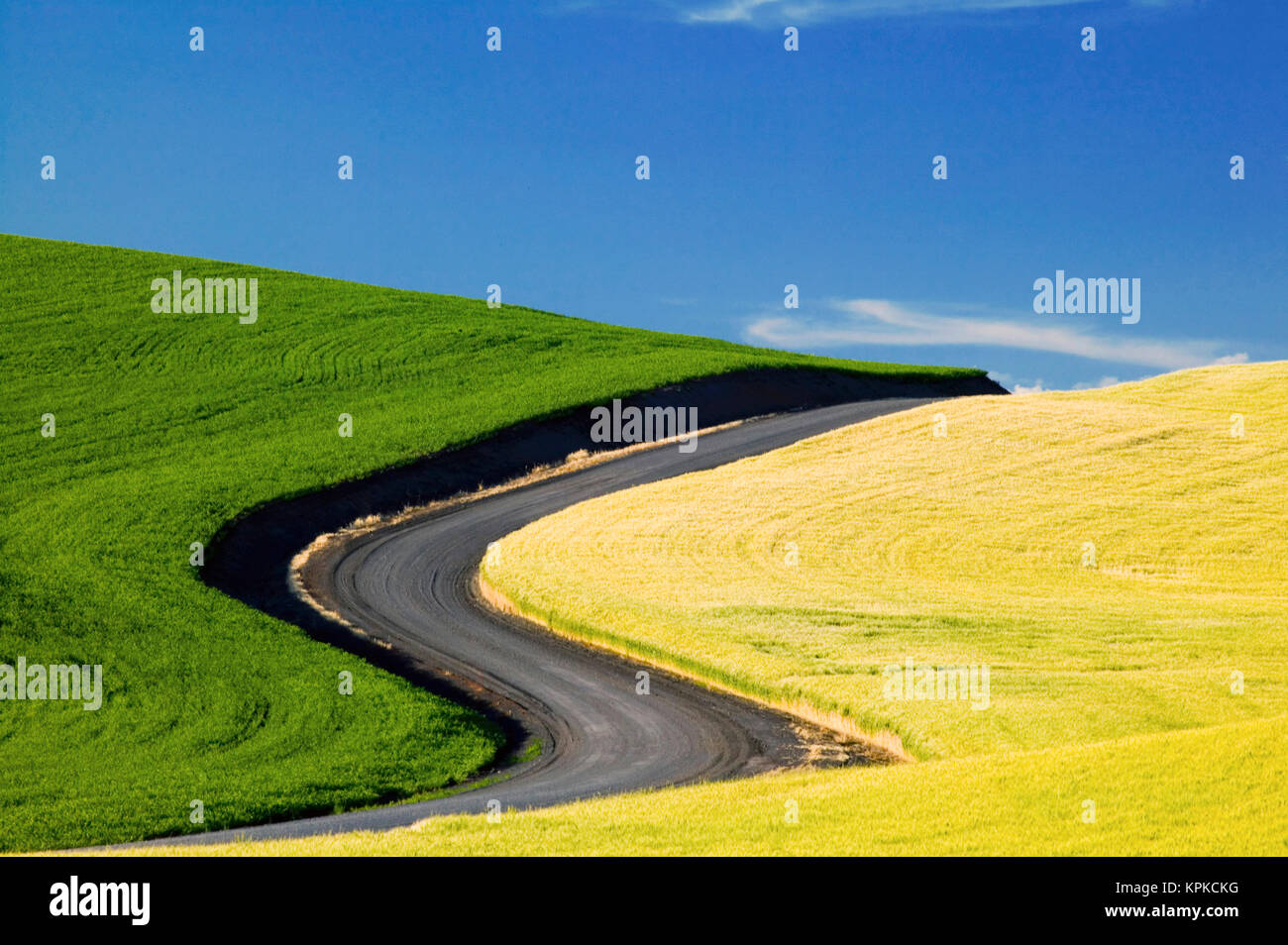 Stati Uniti d'America, Washington, Palouse paese, strada che conduce attraverso la primavera e inverno campi di grano in S-pattern Foto Stock