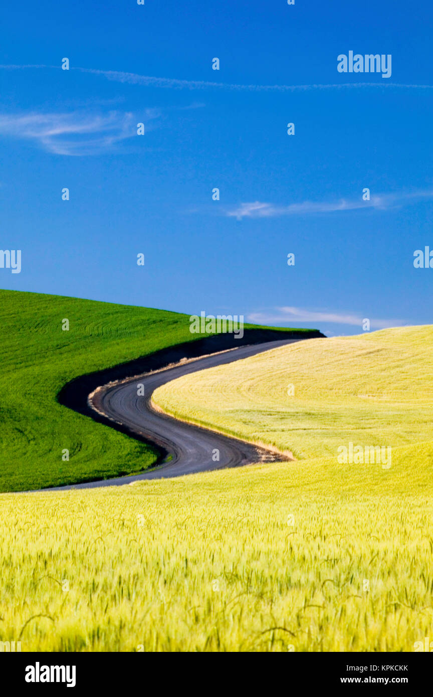Stati Uniti d'America, Washington, Palouse paese, strada che conduce attraverso la primavera e inverno campi di grano in S-pattern Foto Stock