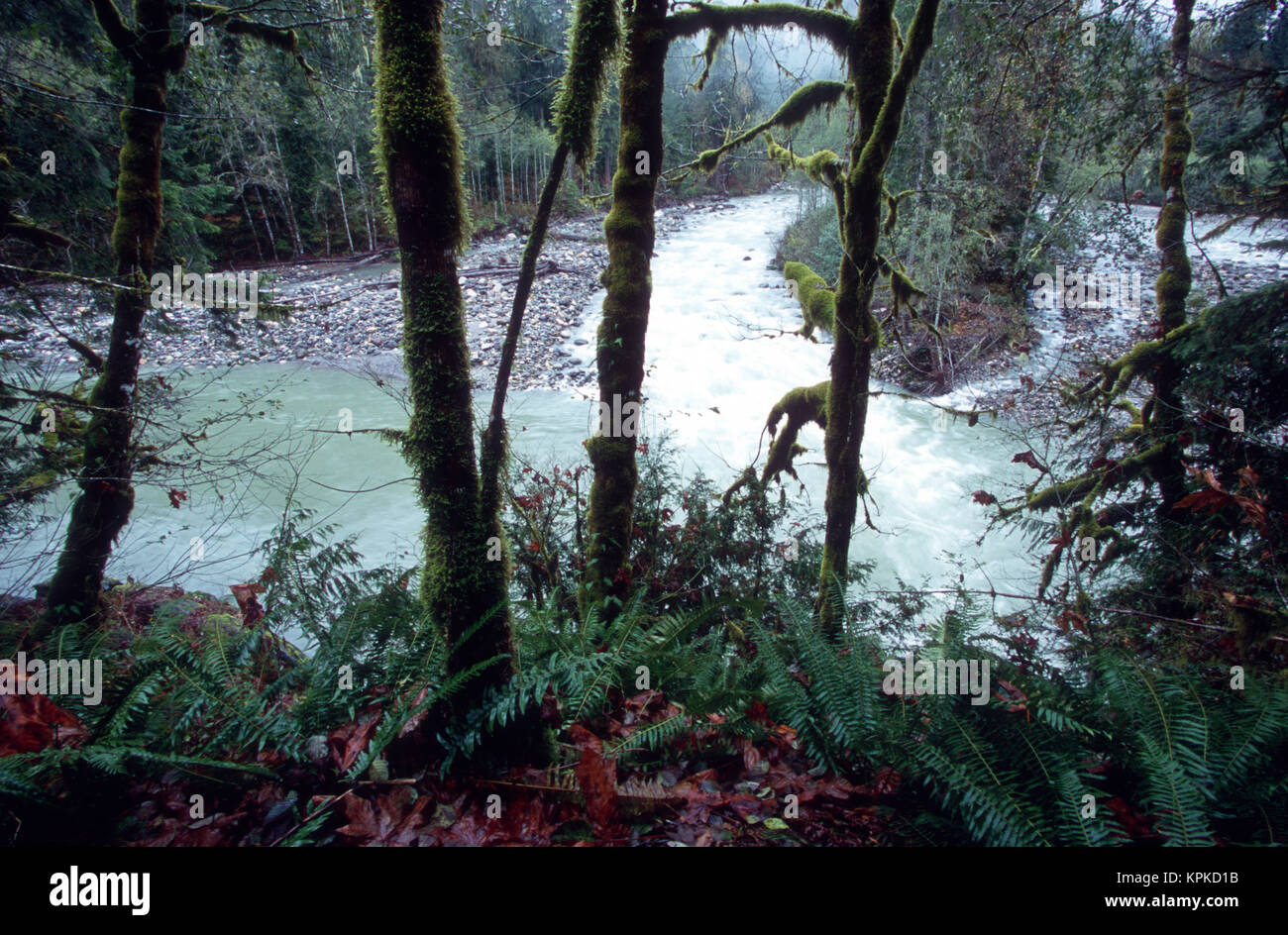 Moss-alberi ricoperti di frame di una curva nel fiume di Boulder in Snohomish Foto Stock