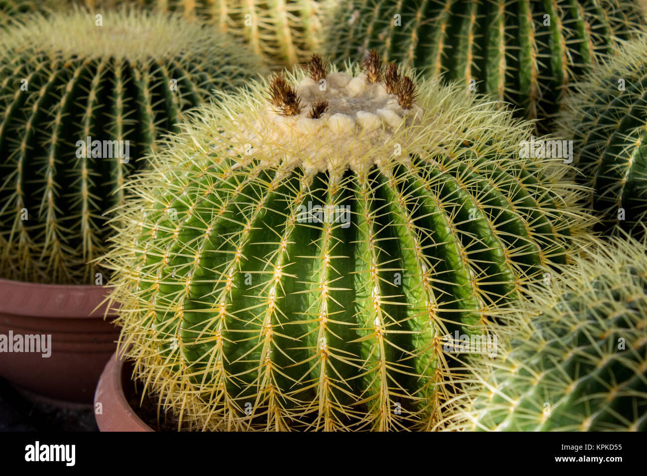Echinocactus grusonii cactus vicino fino Foto Stock