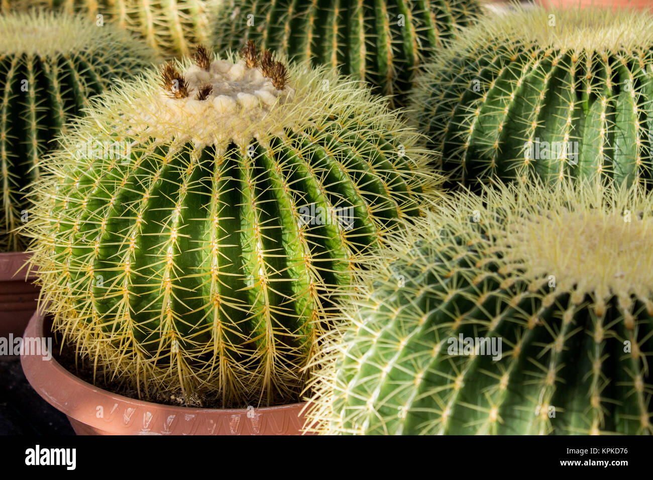 Echinocactus grusonii cactus vicino fino Foto Stock