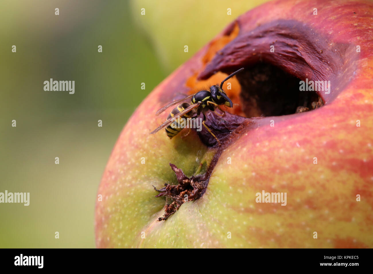 Una vespa (vespula vulgaris) seduto sul marciume apple Foto Stock