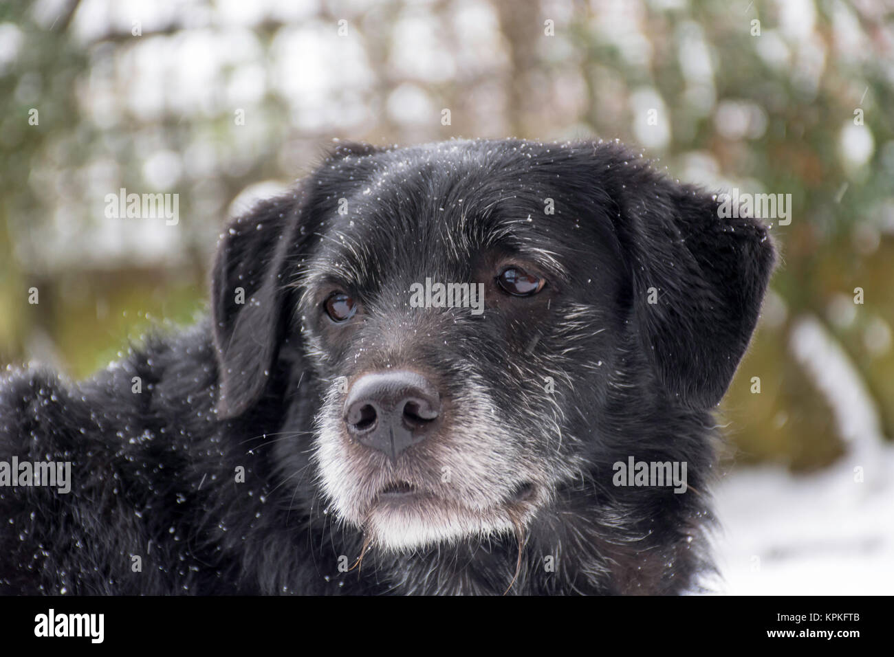 Vecchio cane getting nevicato su Foto Stock