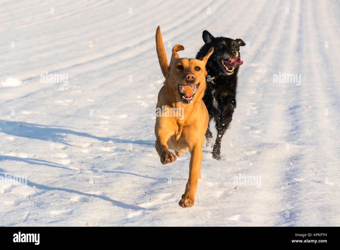 Due cani correre e giocare nella neve Foto Stock