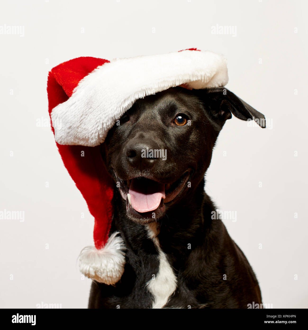 Cane vicino indossando Santa Hat Foto Stock