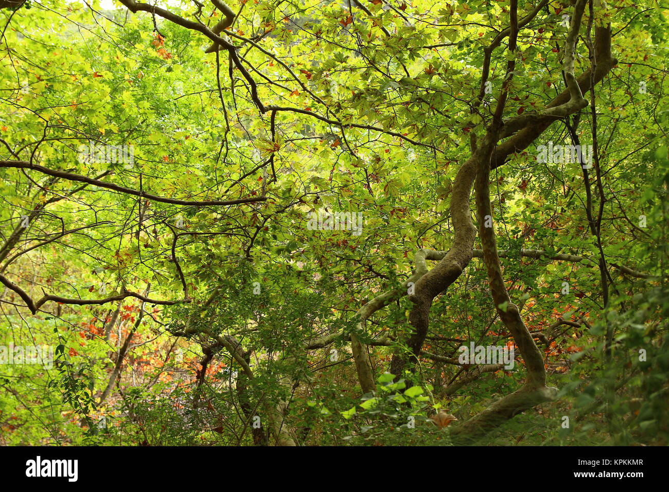 Lussureggiante fogliame verde dal fiume Acheronte. Piano di alberi formano vena-come i contorni. Foto Stock