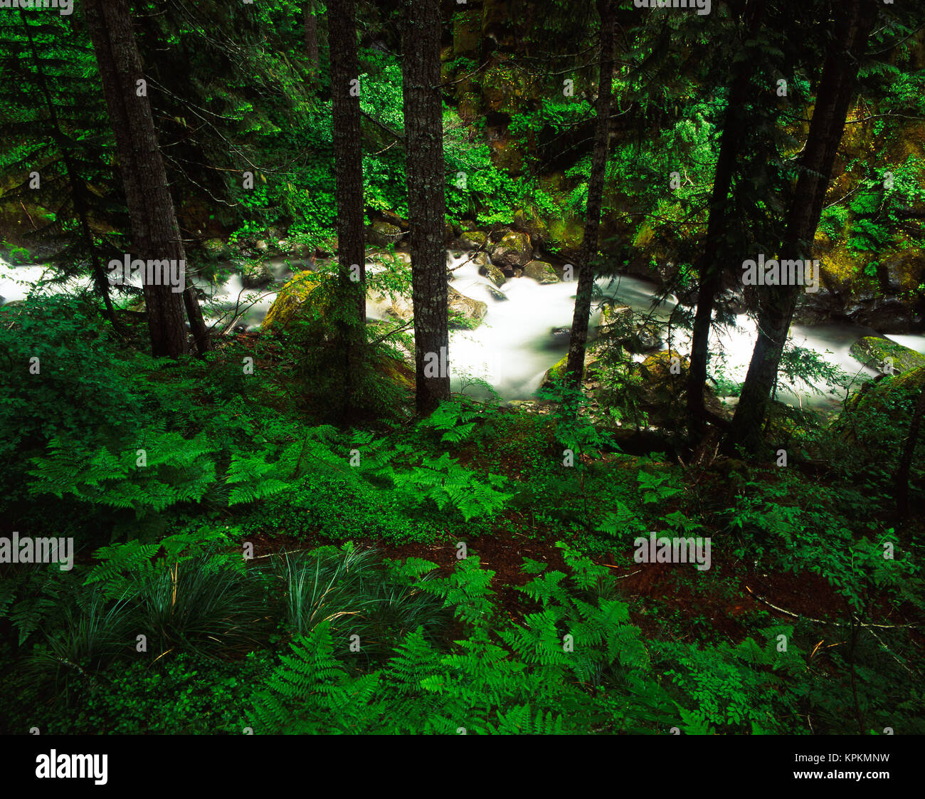 Stati Uniti d'America, nello Stato di Washington, Mt Rainier National Park, Nickel creek cascading attraverso la foresta (formato di grandi dimensioni disponibili) Foto Stock