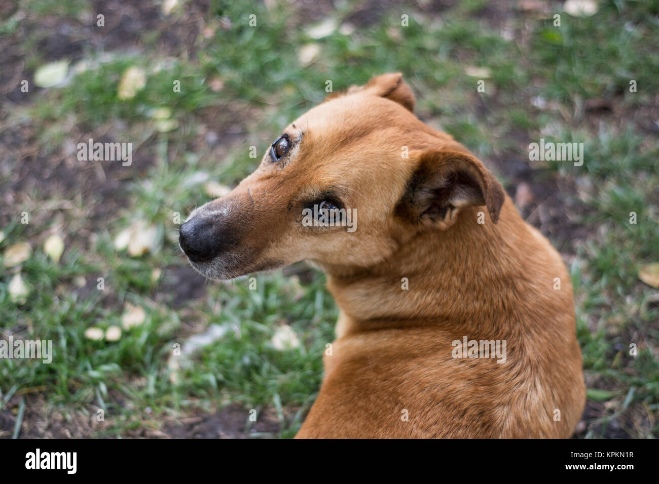 Simpatico cane randagio a Colonia del Sacramento, Uruguay Foto Stock