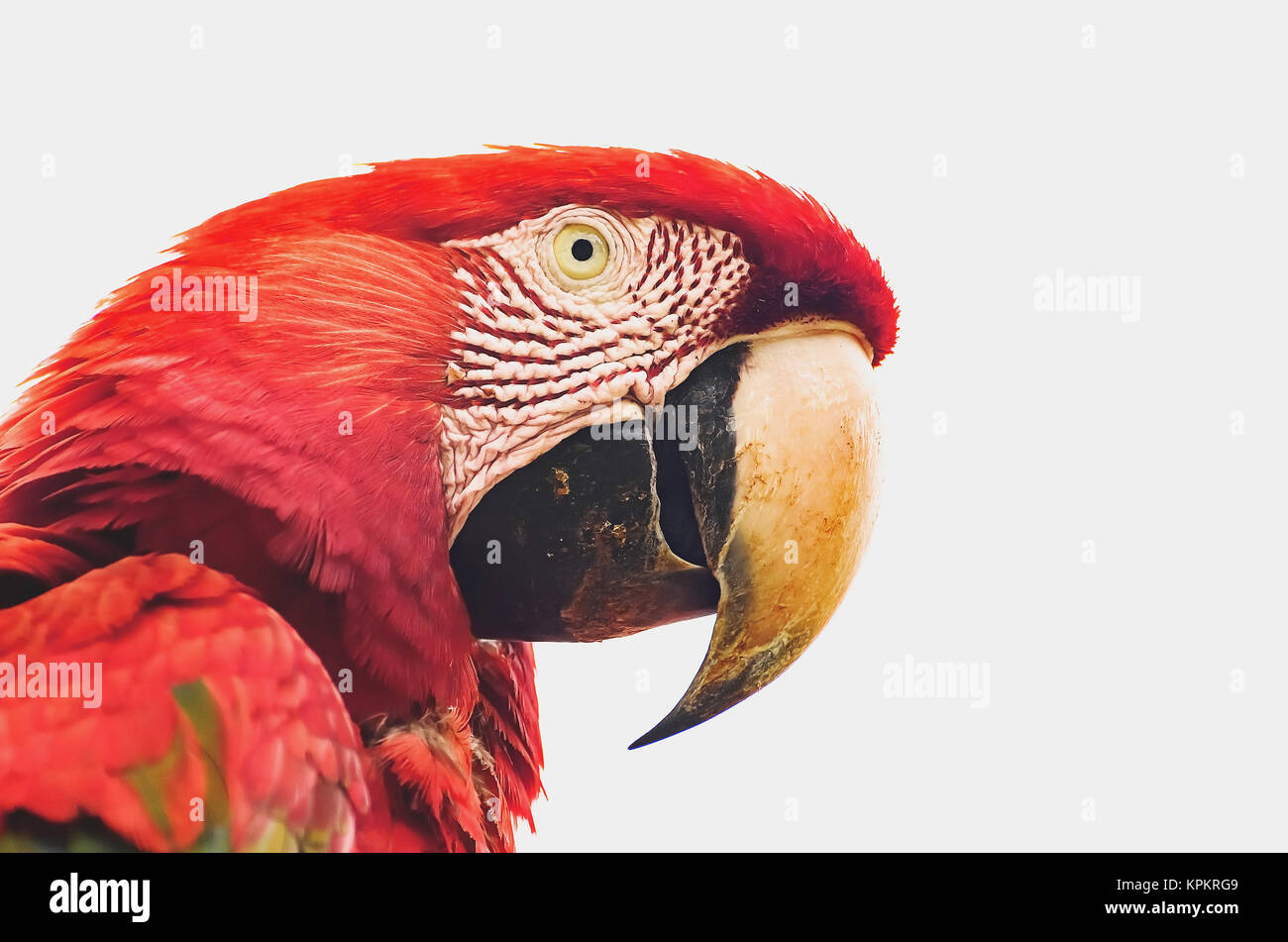 Close-up sulla testa di un rosso macaw. Uccello dal Brasile, noto anche come Arara Vermelha. Foto Stock