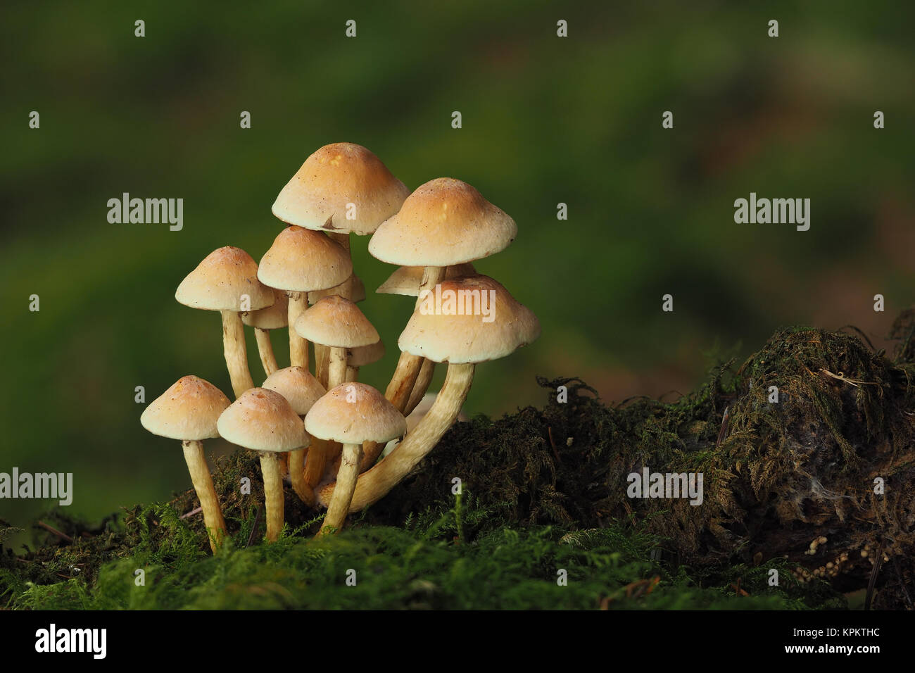 Ciuffo di zolfo funghi Hypholoma fasciculare) che cresce su un muschio ramo coperto di boschi. Galtee boschi, Limerick, Irlanda. Foto Stock