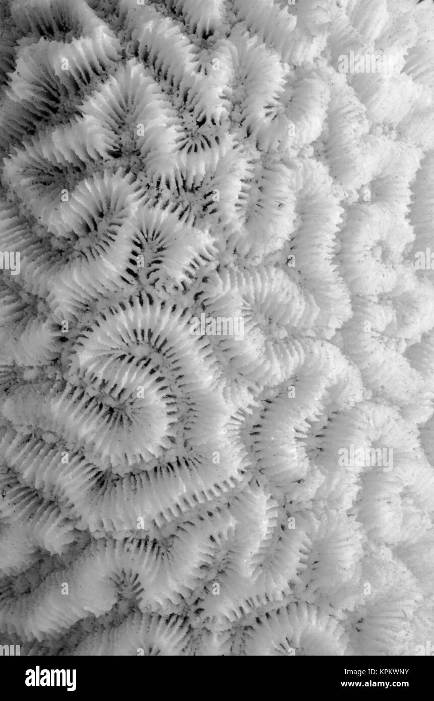 Sea Coral close up Foto Stock