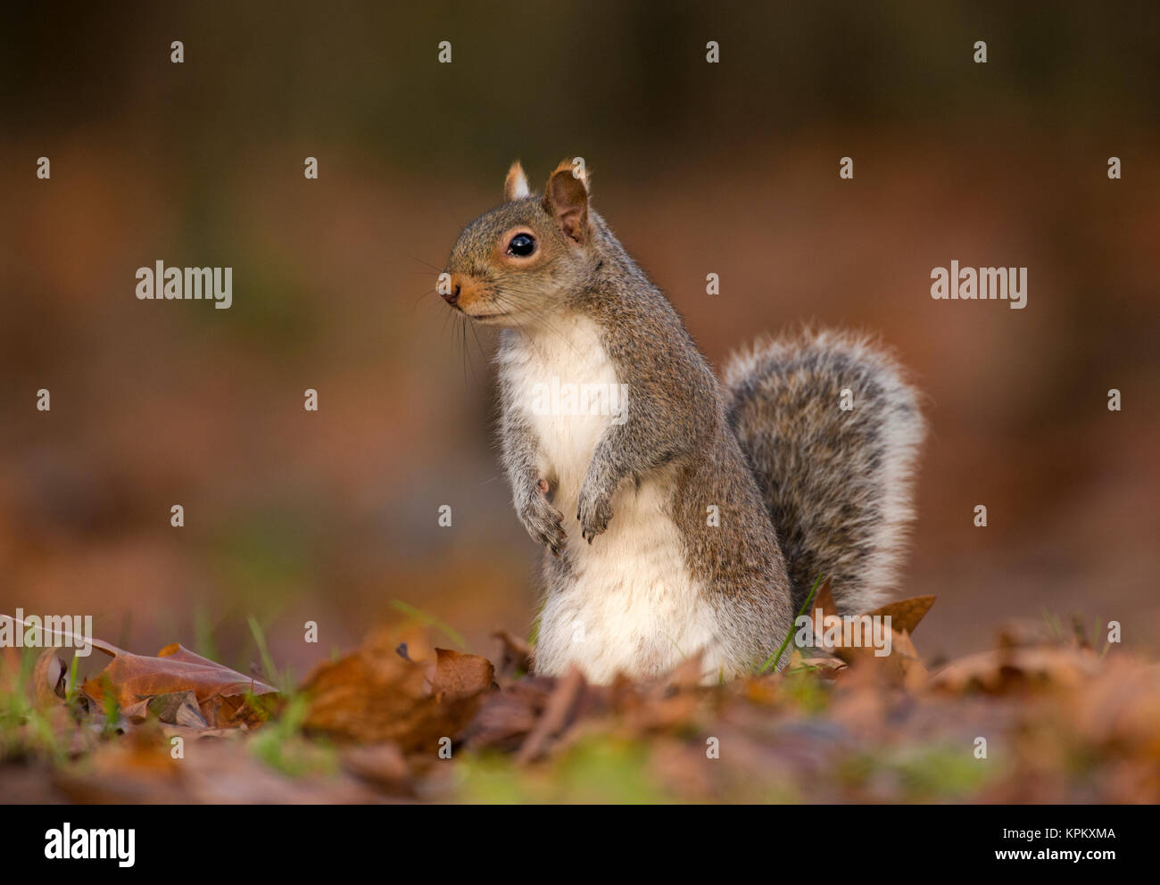 Scoiattolo grigio o grigio orientale scoiattolo (Sciurus carolinensis), Regents Park, London, Regno Unito Foto Stock