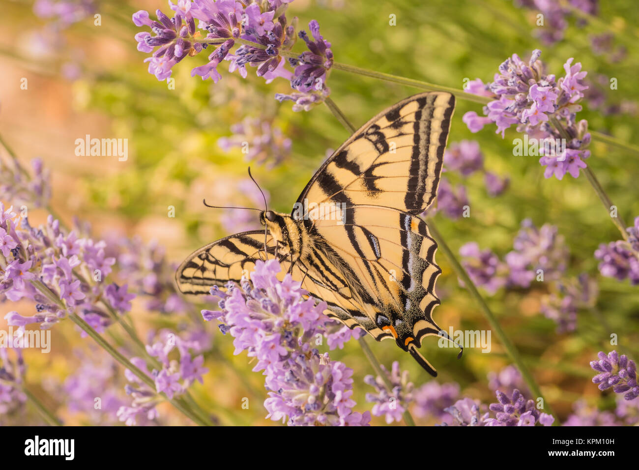 Canadian Tiger farfalla a coda di rondine Foto Stock