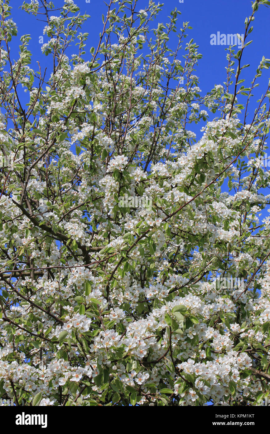 Birnbaum in Vollblüte Hochsauerland im in Berge Foto Stock