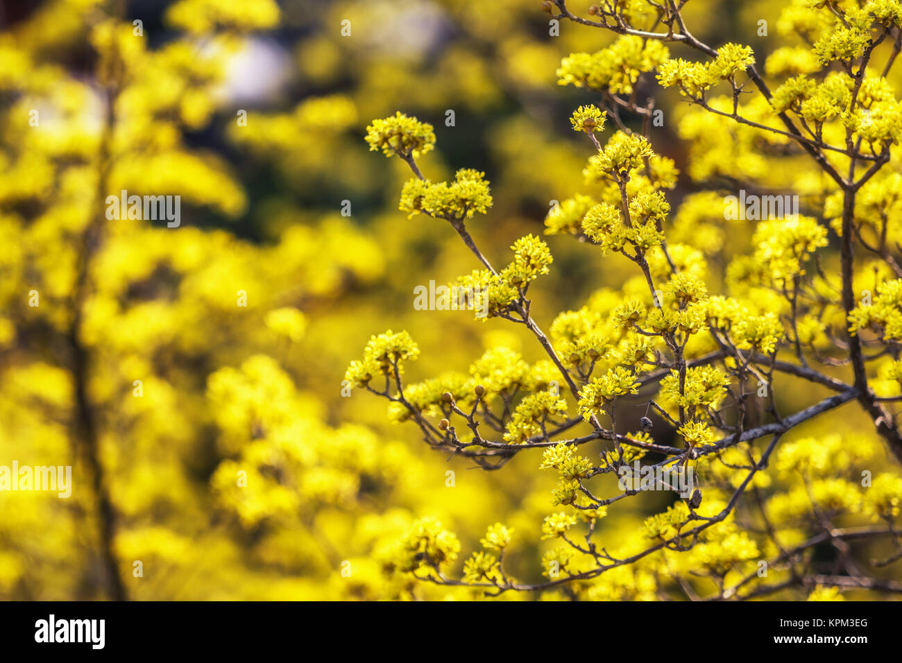 Cornus officinalis fiore primavera sbocciano i fiori Foto Stock